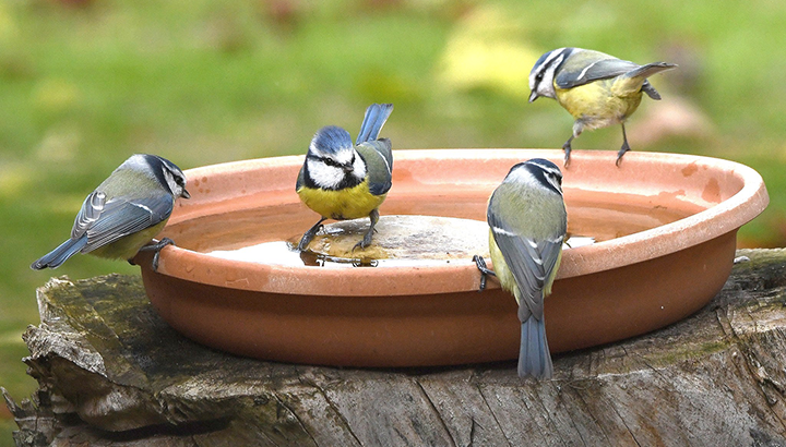 Comptage Oiseaux des jardins : initiation au programme de science participatives